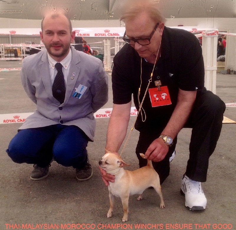 Chihuahua du présent