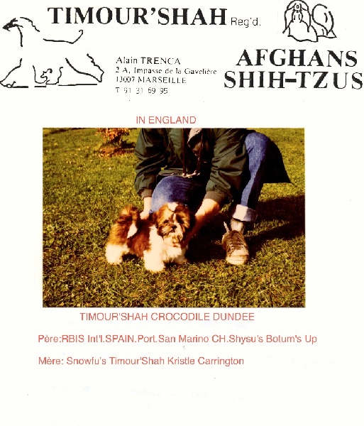 Shih Tzu du passé