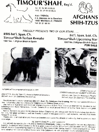 Afghan Hound du passé